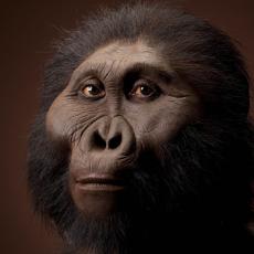 Image of paranthropus boisei